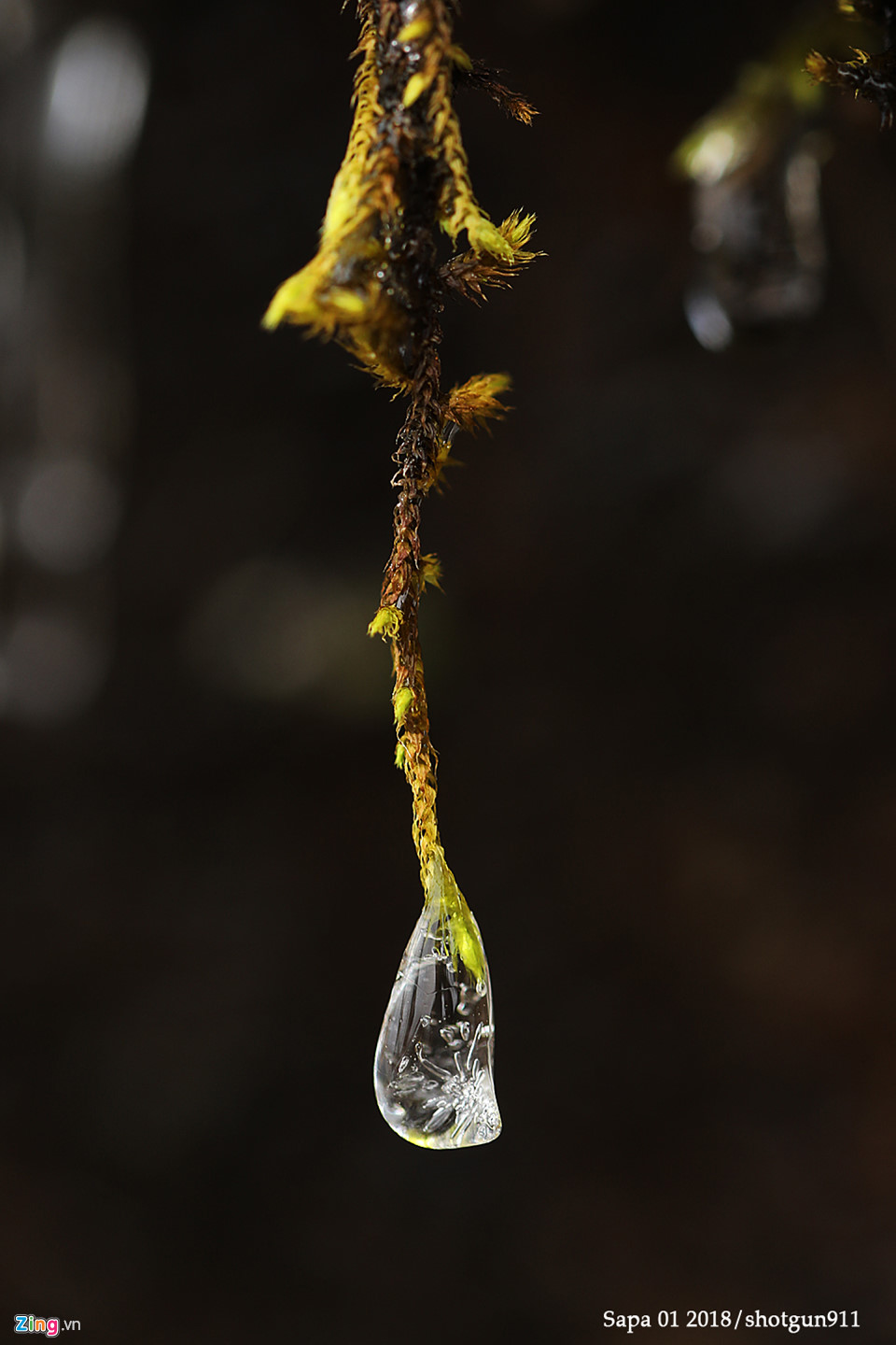 Hình ảnh macro tuyệt đẹp về băng giá Sa Pa